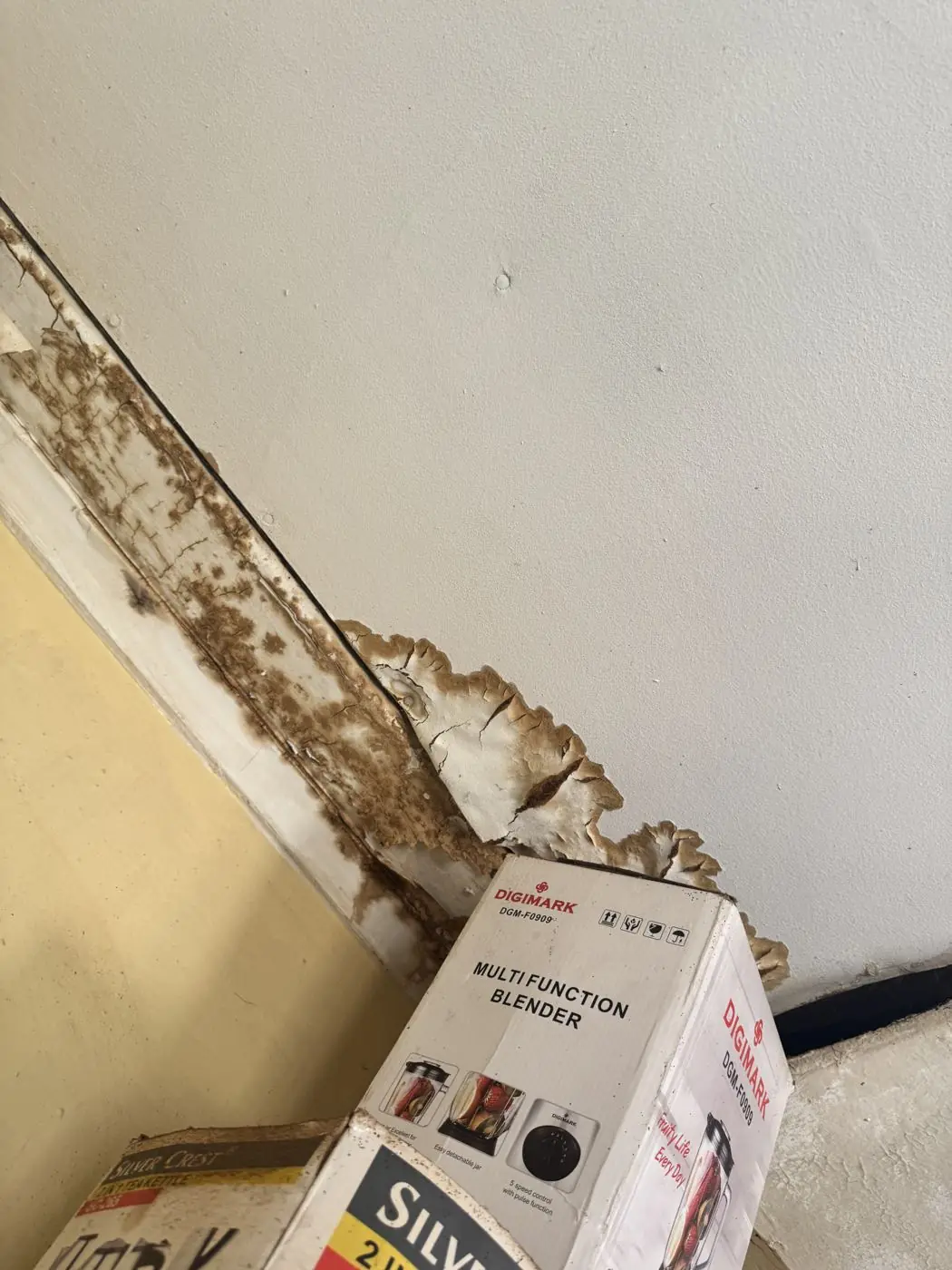 Termite damage along timber trim